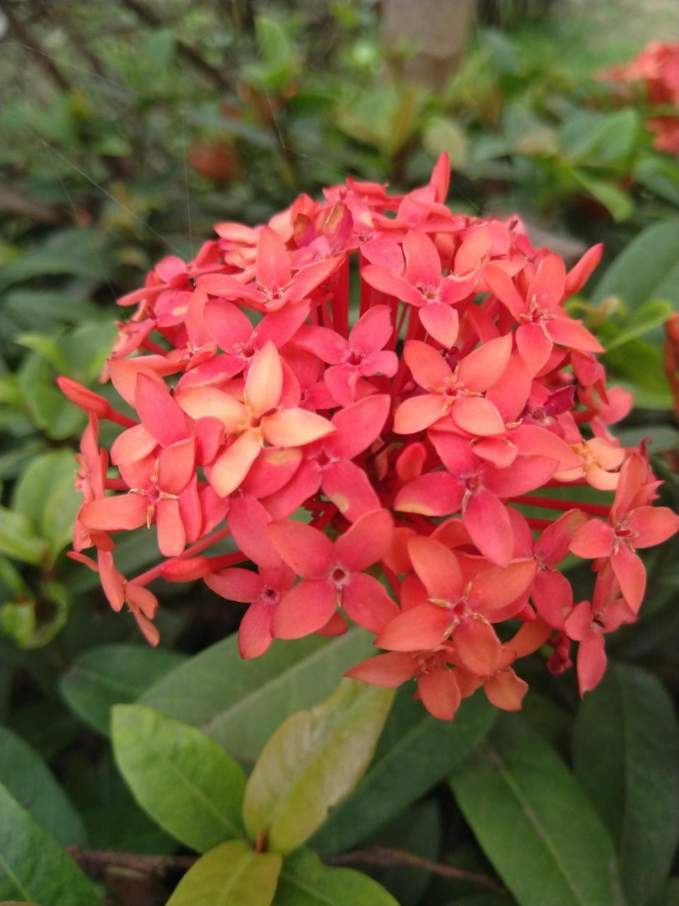 Chaiti Eco Homestay- Santiniketan ボルプル エクステリア 写真