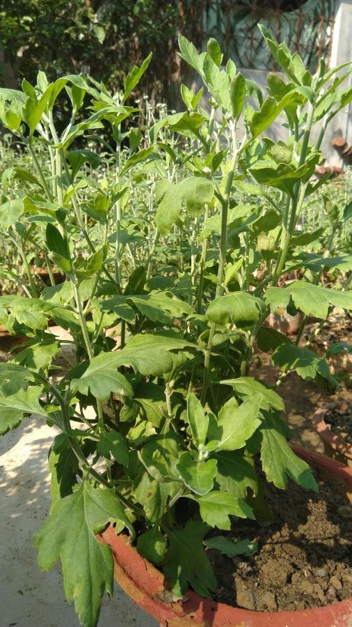 Chaiti Eco Homestay- Santiniketan ボルプル エクステリア 写真