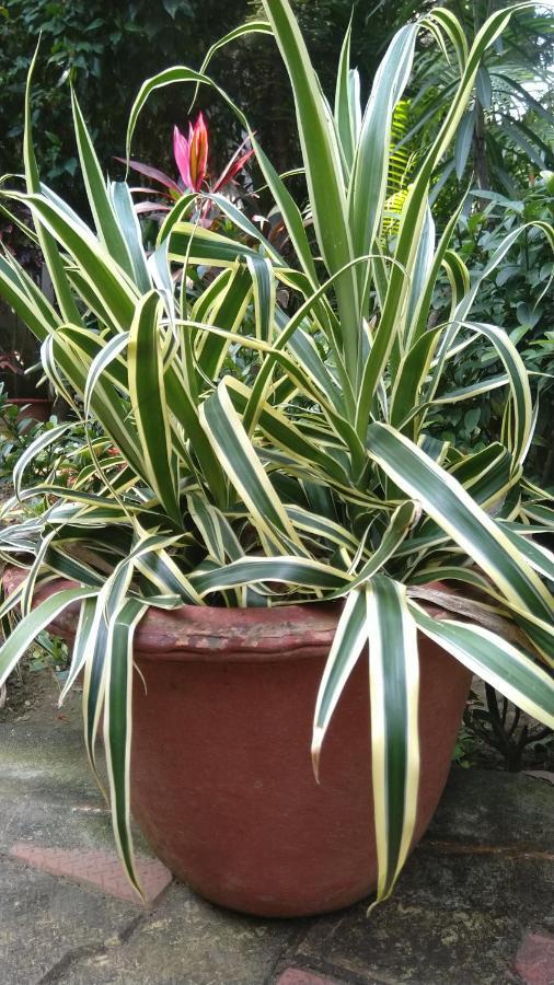 Chaiti Eco Homestay- Santiniketan ボルプル エクステリア 写真
