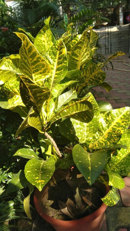 Chaiti Eco Homestay- Santiniketan ボルプル エクステリア 写真